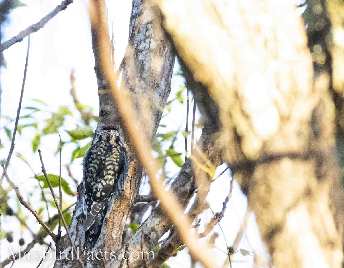 Yellow-bellied Sapsucker - Maxfield Weakley