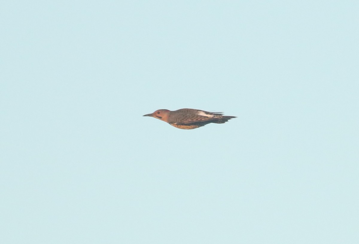 Northern Flicker (Yellow-shafted) - ML484434661