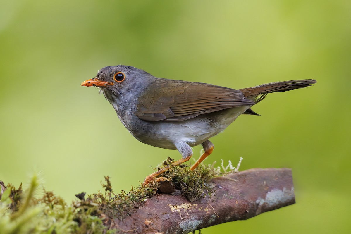 Orange-billed Nightingale-Thrush - Peter Hawrylyshyn