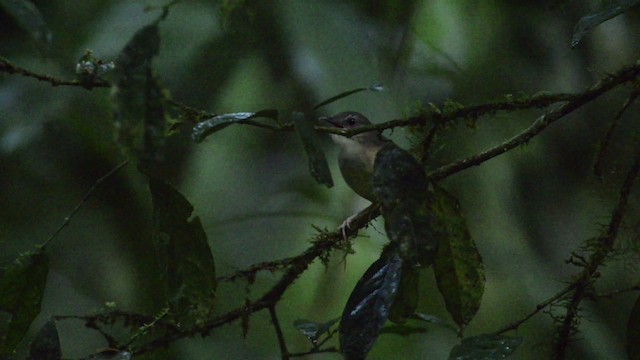 Horsfield's Babbler - ML484435