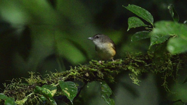 Horsfield's Babbler - ML484436