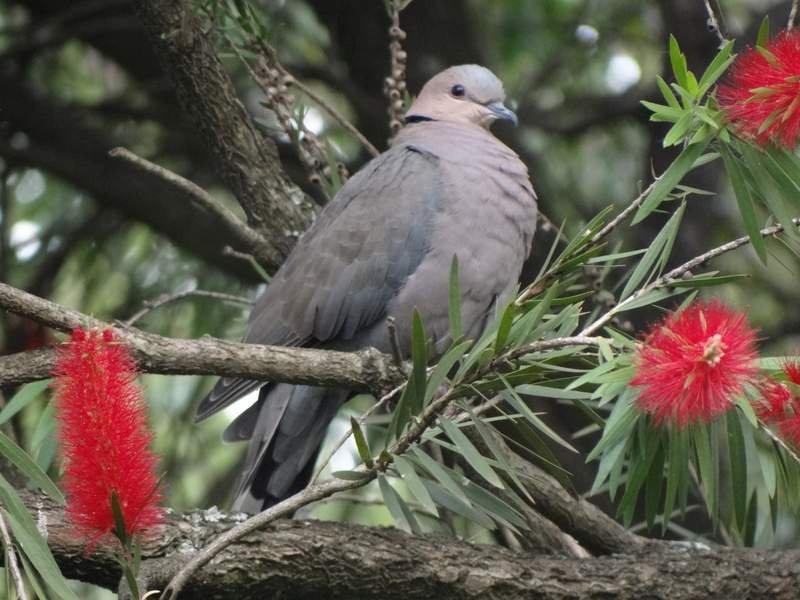 Red-eyed Dove - ML48443601