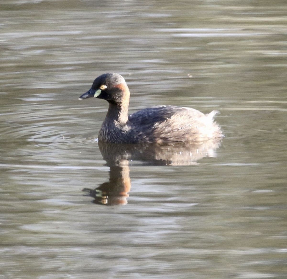 Australasian Grebe - ML484436111