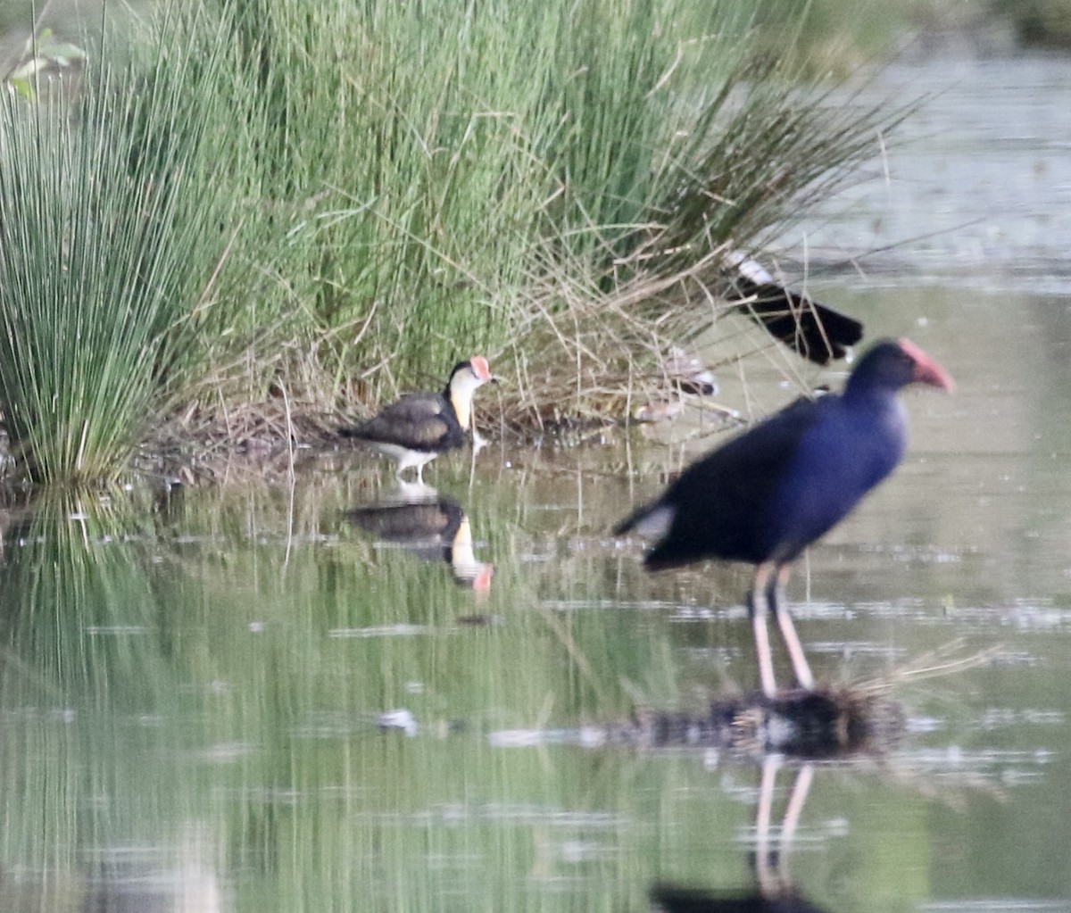 Comb-crested Jacana - ML484436211