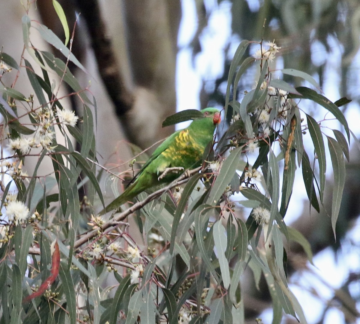 Scaly-breasted Lorikeet - ML484436261