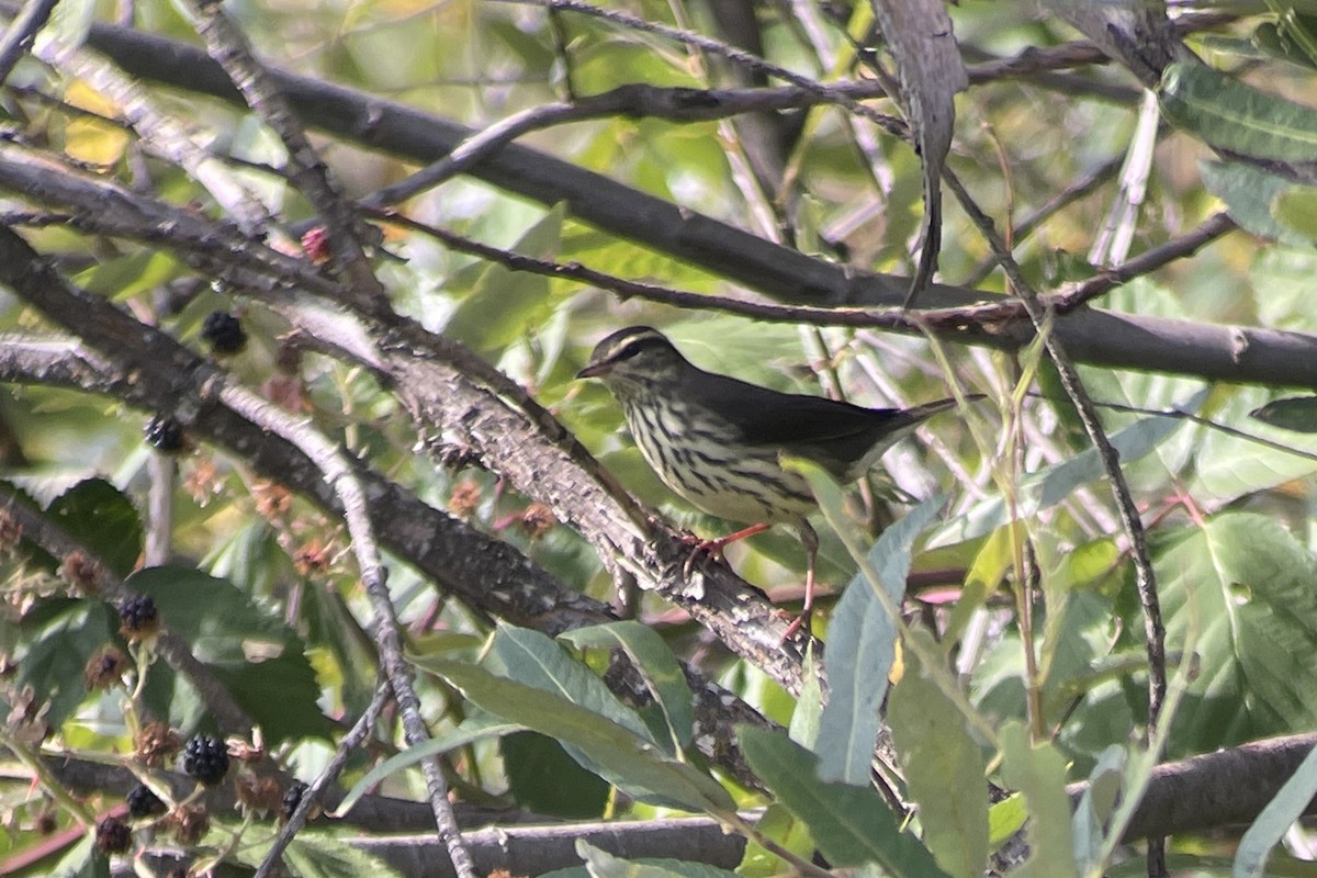 Northern Waterthrush - ML484436401