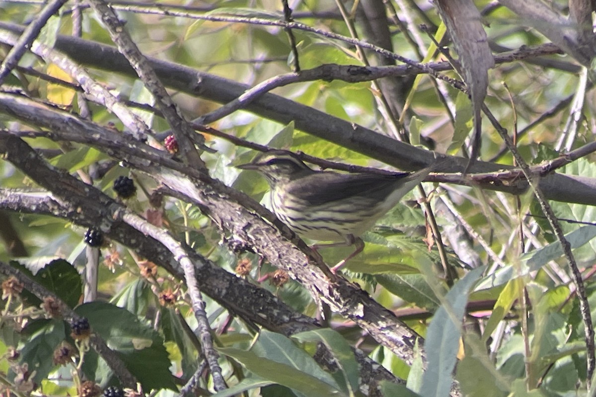 Northern Waterthrush - ML484436411