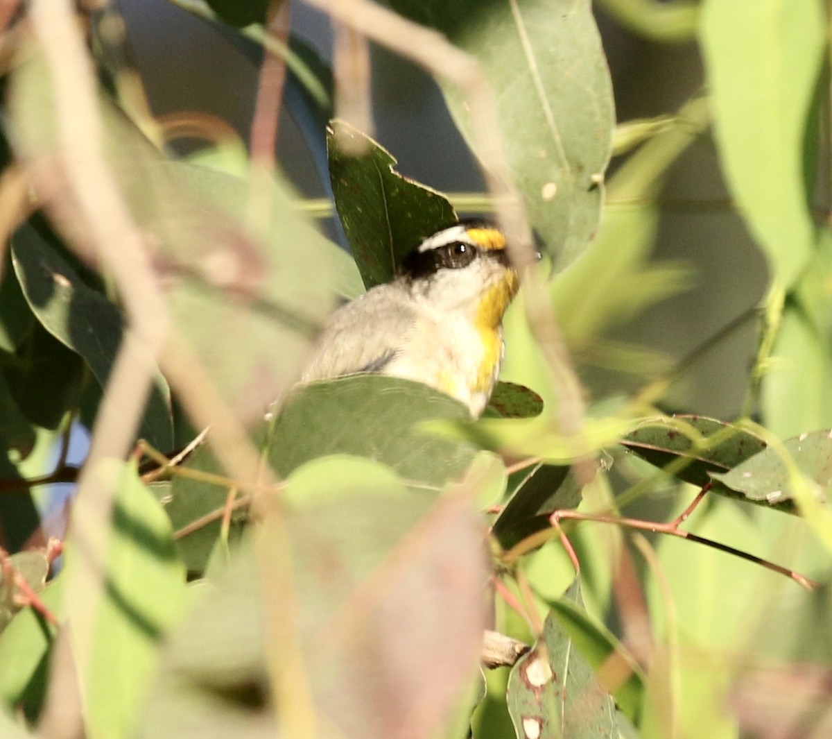 Striated Pardalote - ML484436431