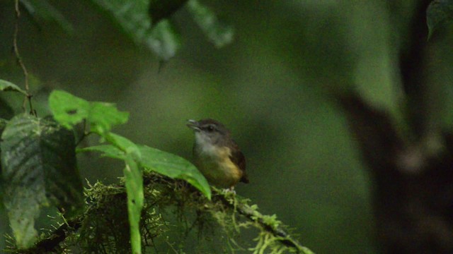 Horsfield's Babbler - ML484437