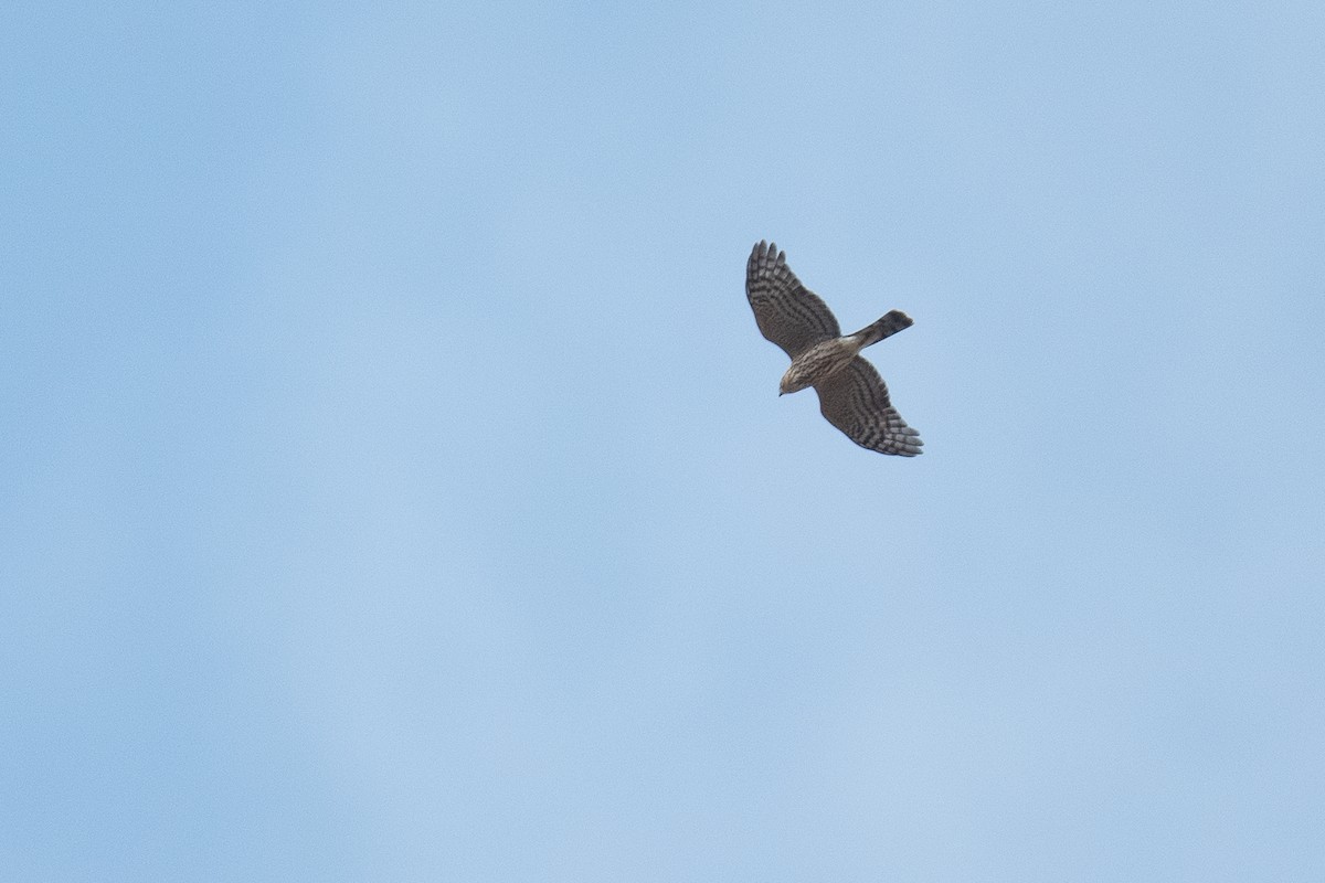 Sharp-shinned Hawk - ML484437141