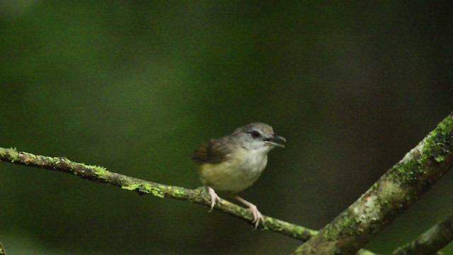 Horsfield's Babbler - ML484438