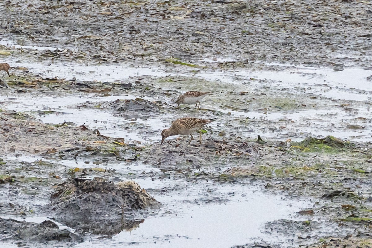 Pectoral Sandpiper - ML484438231