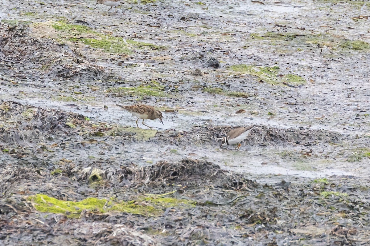 Pectoral Sandpiper - ML484438731