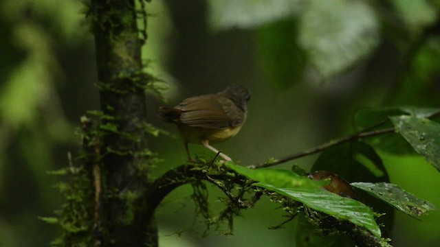 Horsfield's Babbler - ML484439