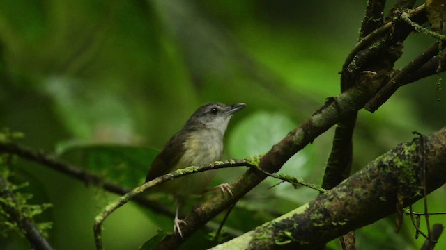 Horsfield's Babbler - ML484440