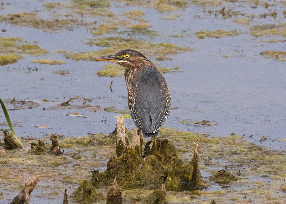 Green Heron - Doug Backlund