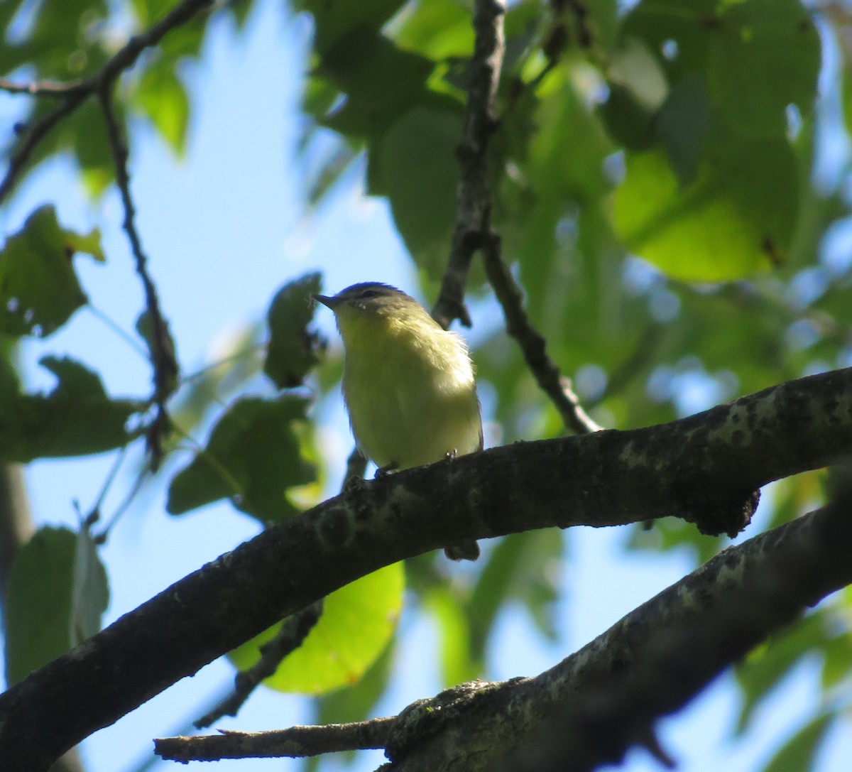 Philadelphia Vireo - ML484440171