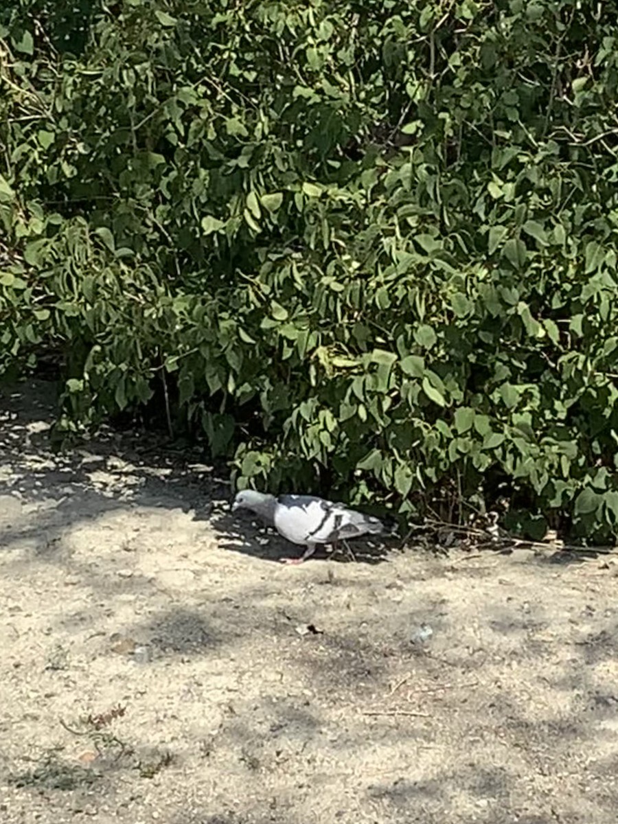 カワラバト（ドバト、家畜型） - ML484440791