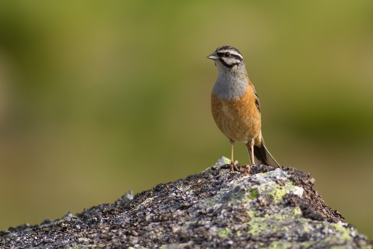 Rock Bunting - ML484440821