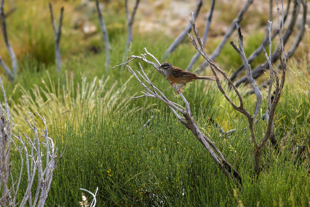 Rock Bunting - ML484440951