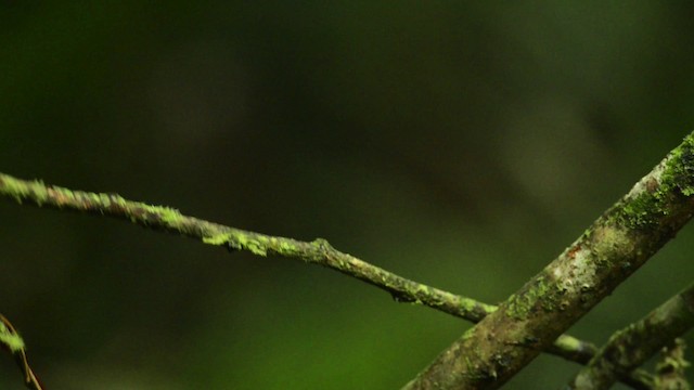 Horsfield's Babbler - ML484441