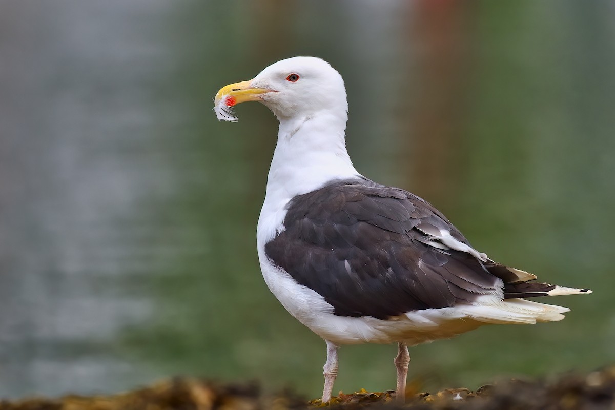 Great Black-backed Gull - ML484441651