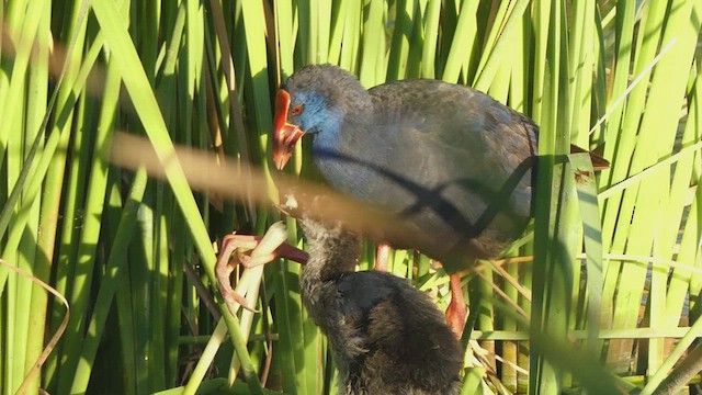 Western Swamphen - ML484442801