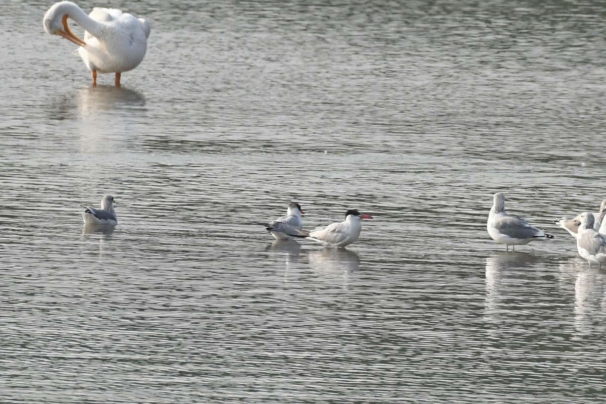 Caspian Tern - ML484443991