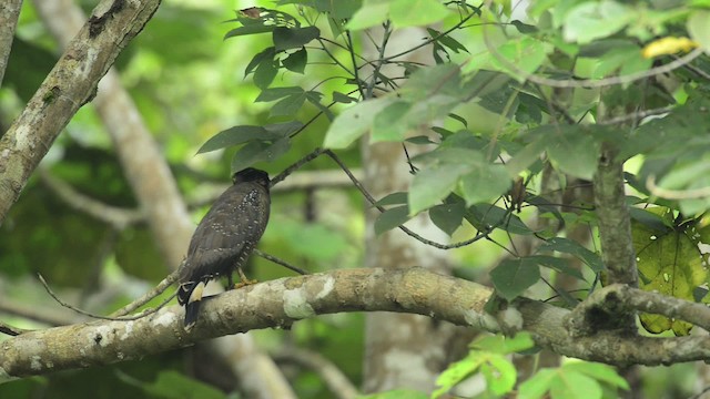 Haubenschlangenadler - ML484444