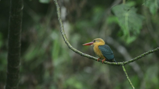 Stork-billed Kingfisher - ML484445