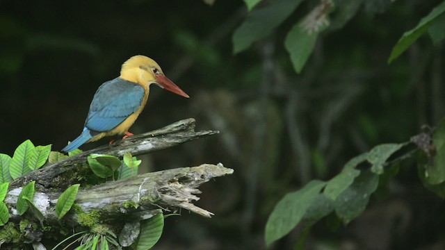Stork-billed Kingfisher - ML484446