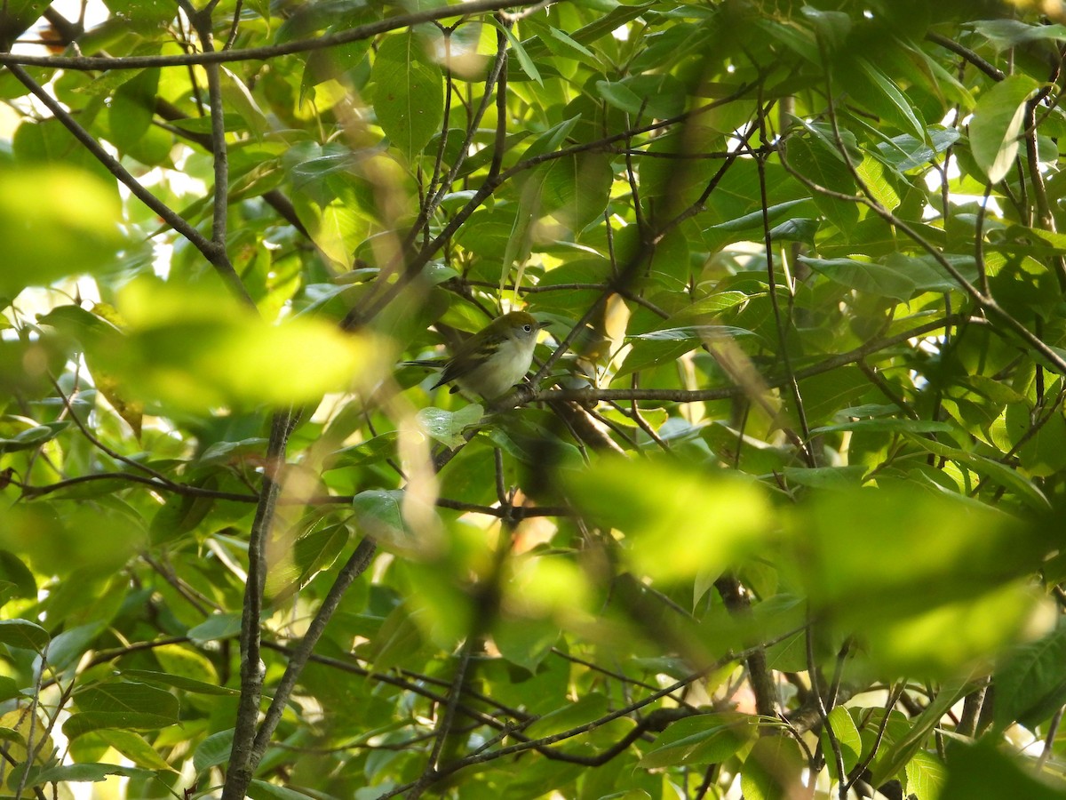 Chestnut-sided Warbler - Rick Luehrs