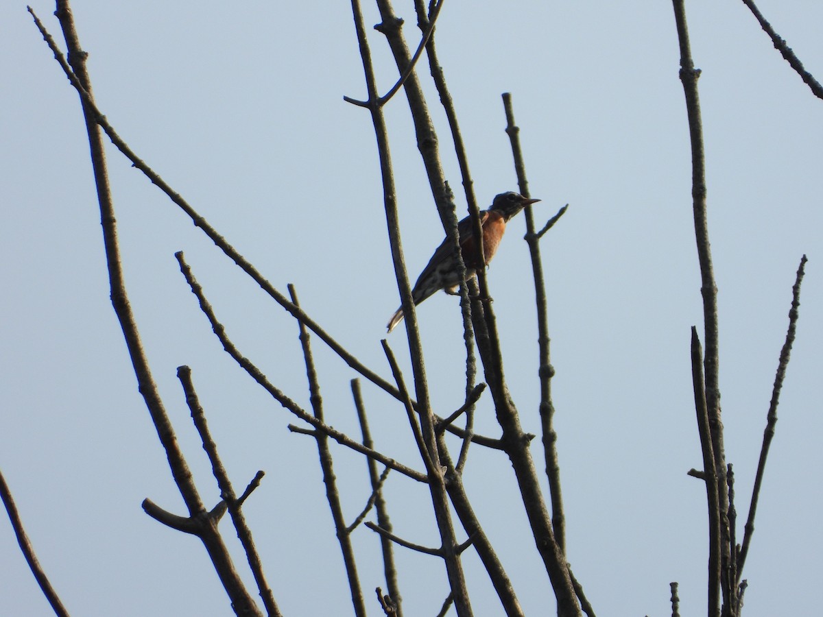 American Robin - ML484446861