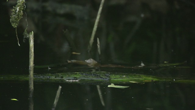Monitor Lizards - ML484447