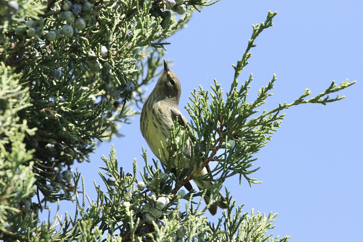 Cape May Warbler - ML484447801