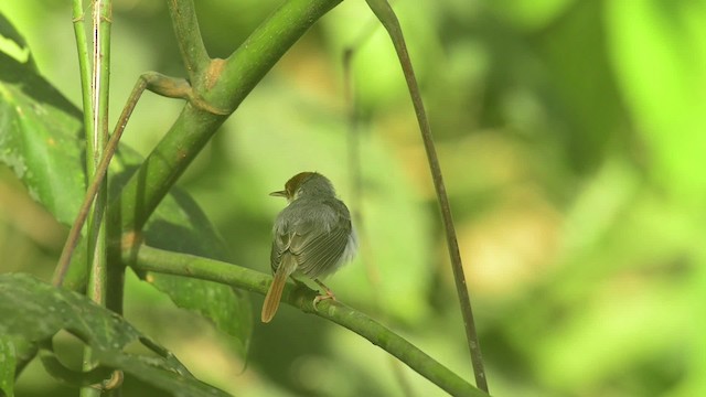 Rufous-tailed Tailorbird - ML484448