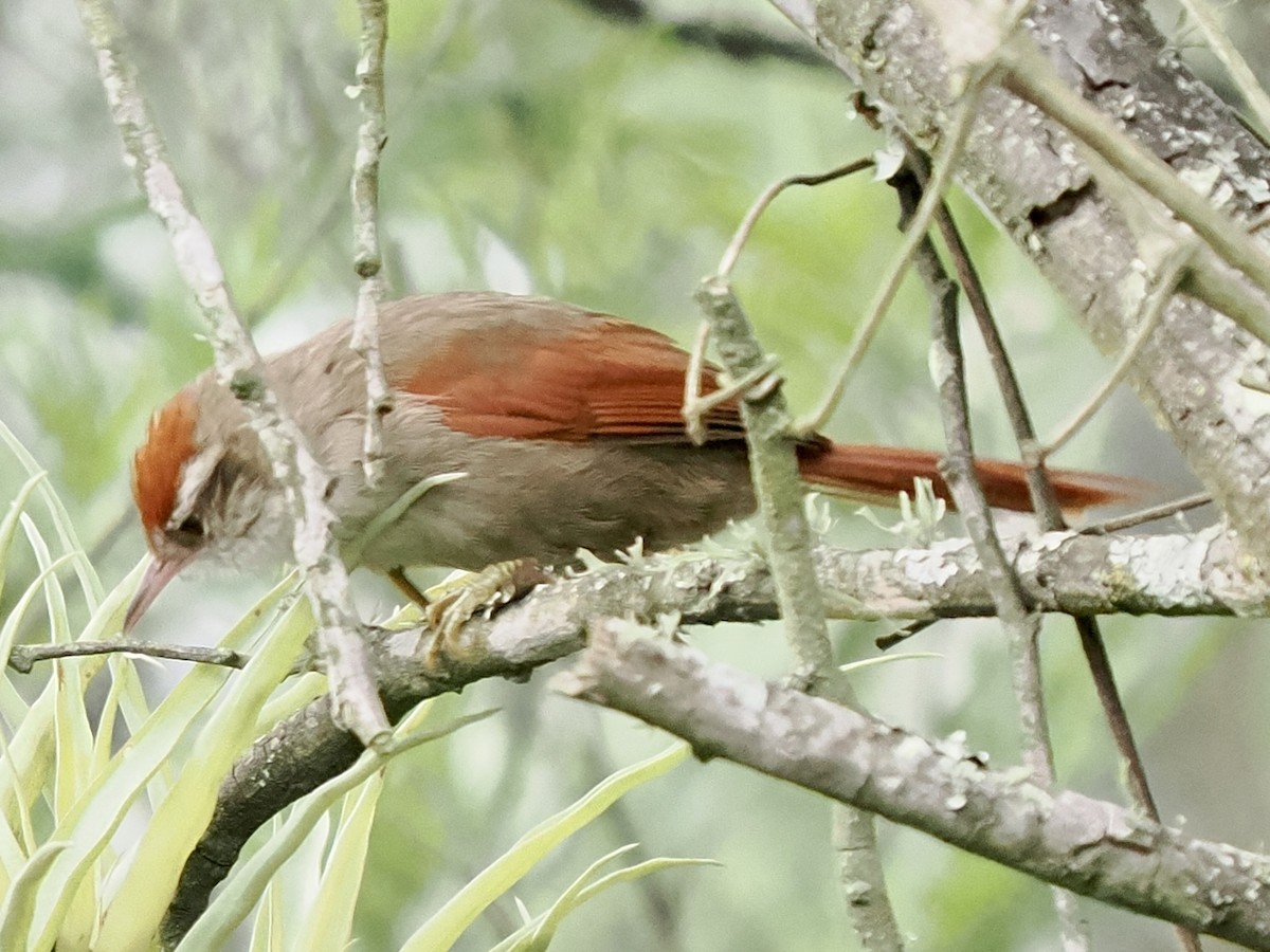 Line-cheeked Spinetail (Line-cheeked) - Rishab Ghosh