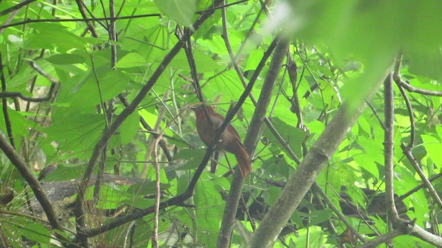 Habia à couronne rouge - ML484448221