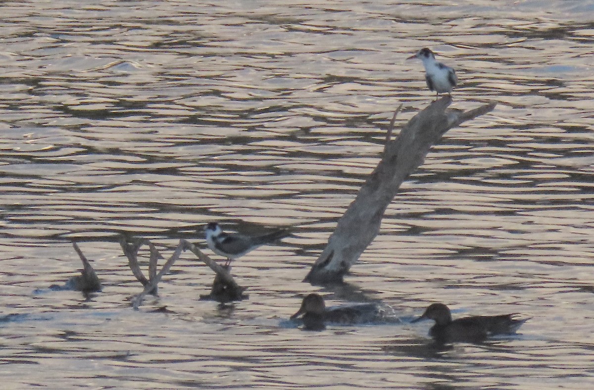 Black Tern - Carlos Antón