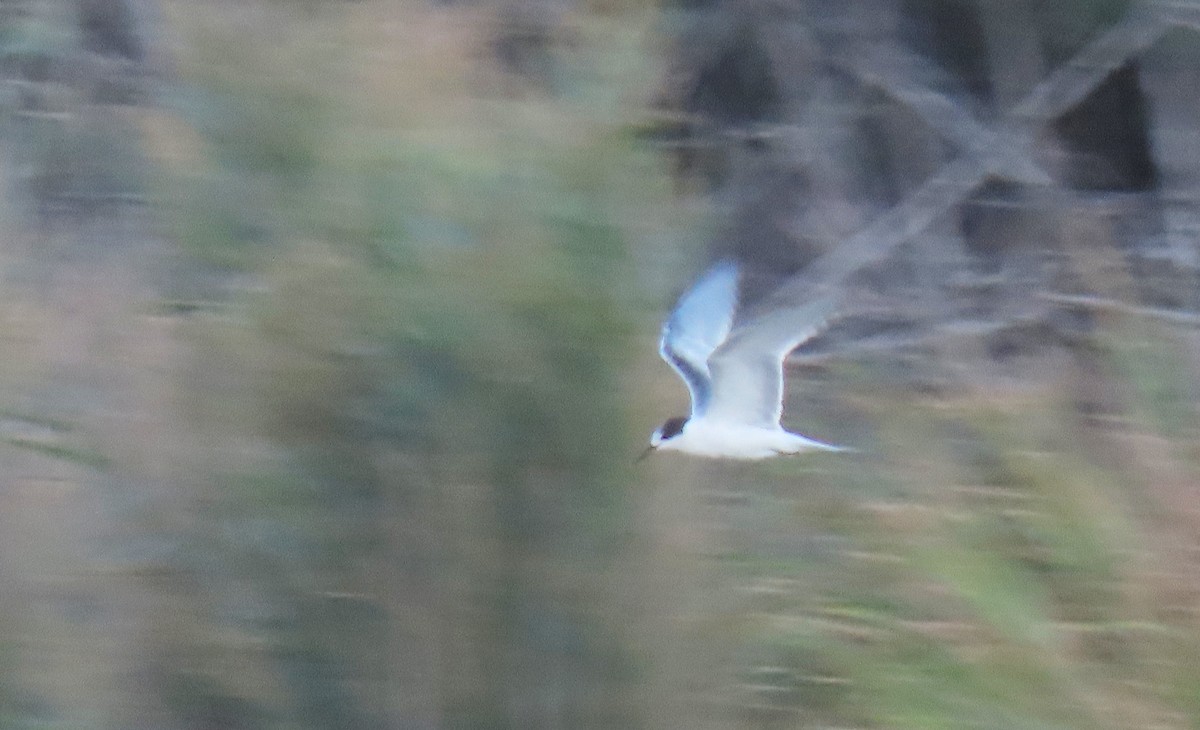 Whiskered Tern - ML484448541