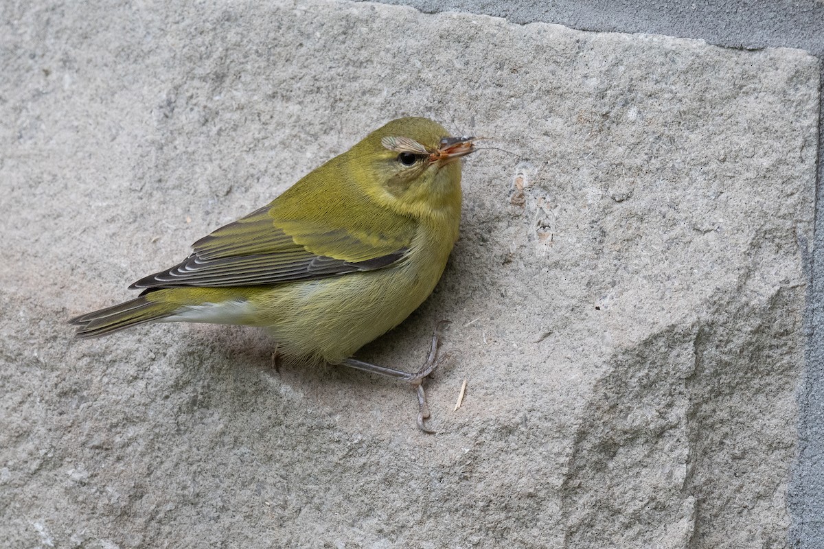 Tennessee Warbler - Ben  Lucking