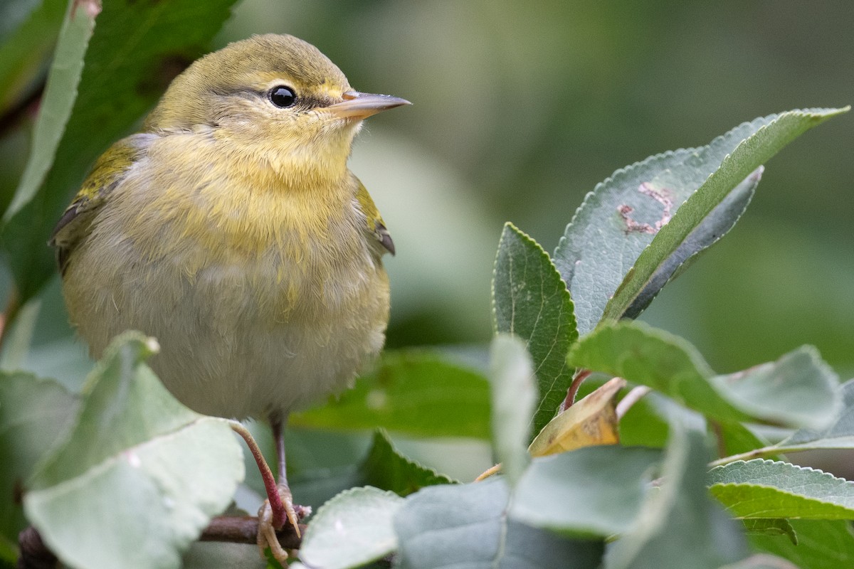 Tennessee Warbler - ML484448731