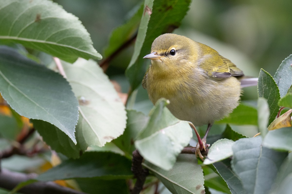 Tennessee Warbler - Ben  Lucking