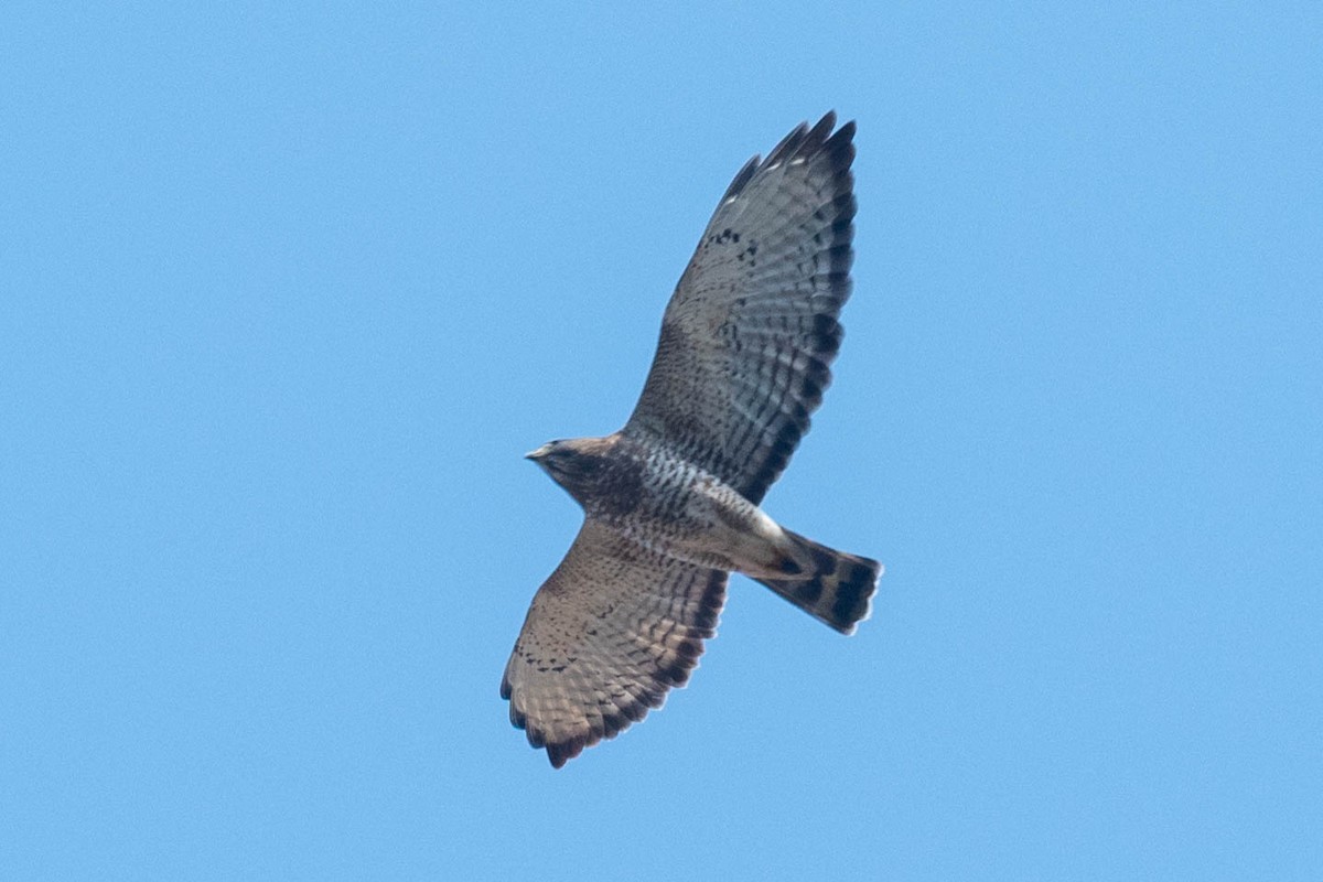 Broad-winged Hawk - ML484448901