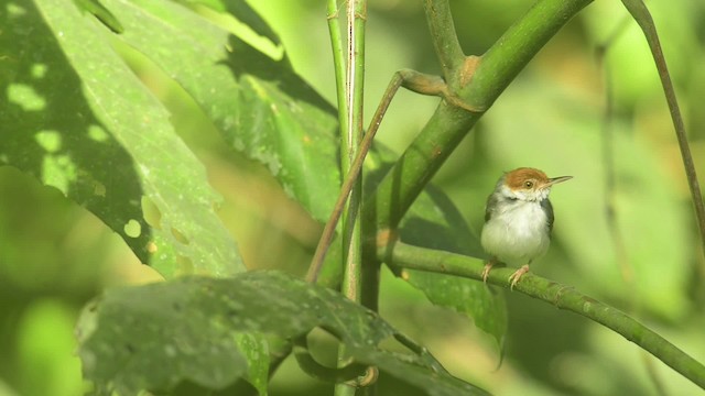Rufous-tailed Tailorbird - ML484449