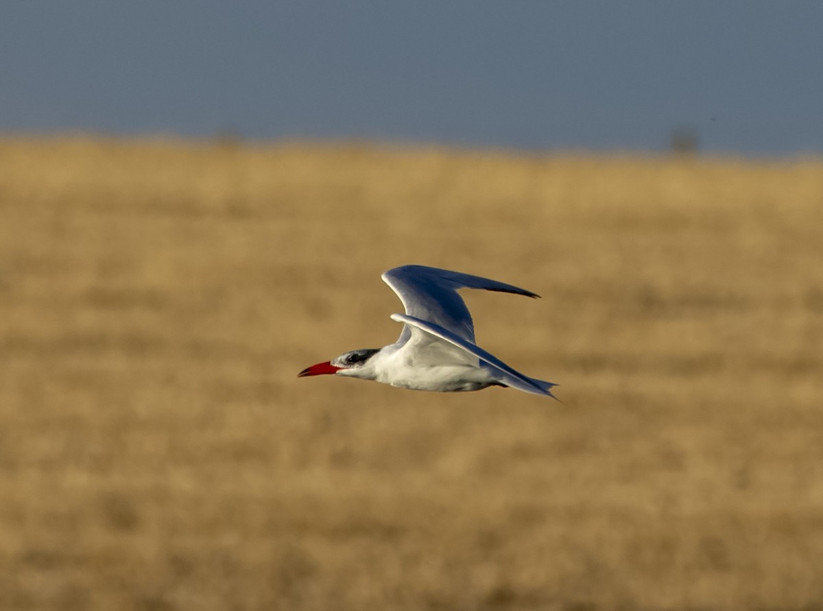 Caspian Tern - ML484449941