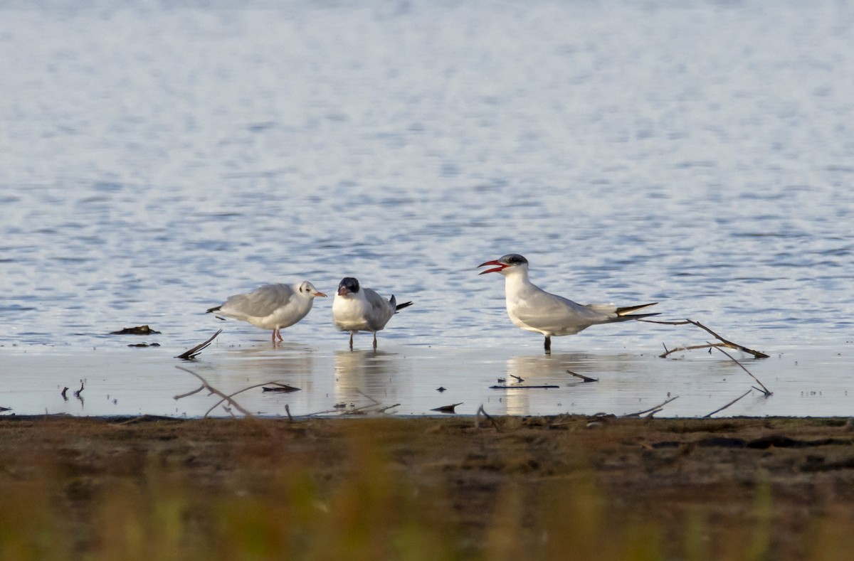 Caspian Tern - ML484449961