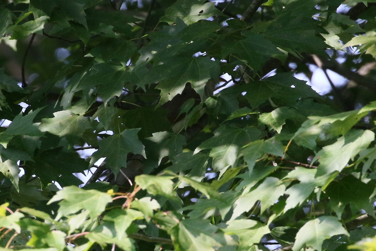 Yellow-billed Cuckoo - ML484449981