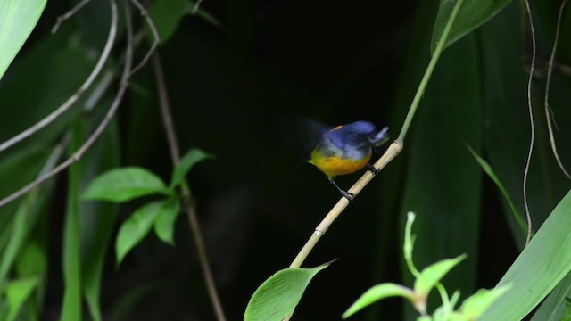 Orange-bellied Flowerpecker - ML484450