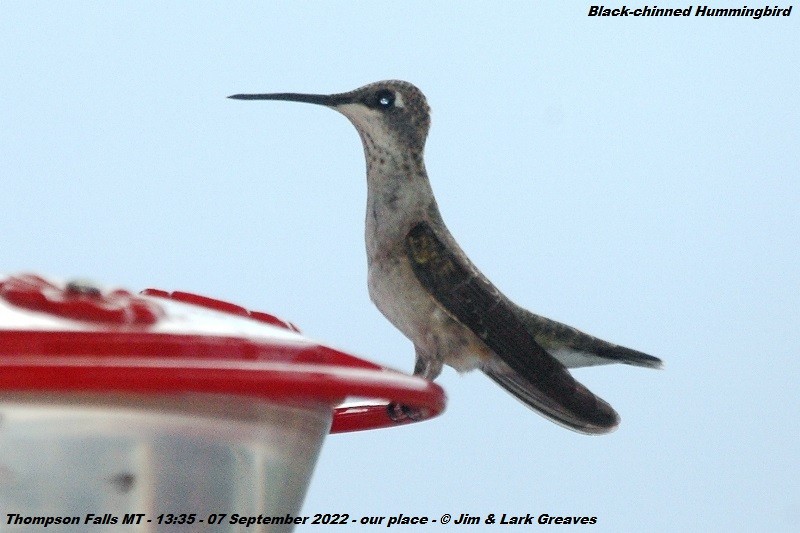 Black-chinned Hummingbird - ML484450211